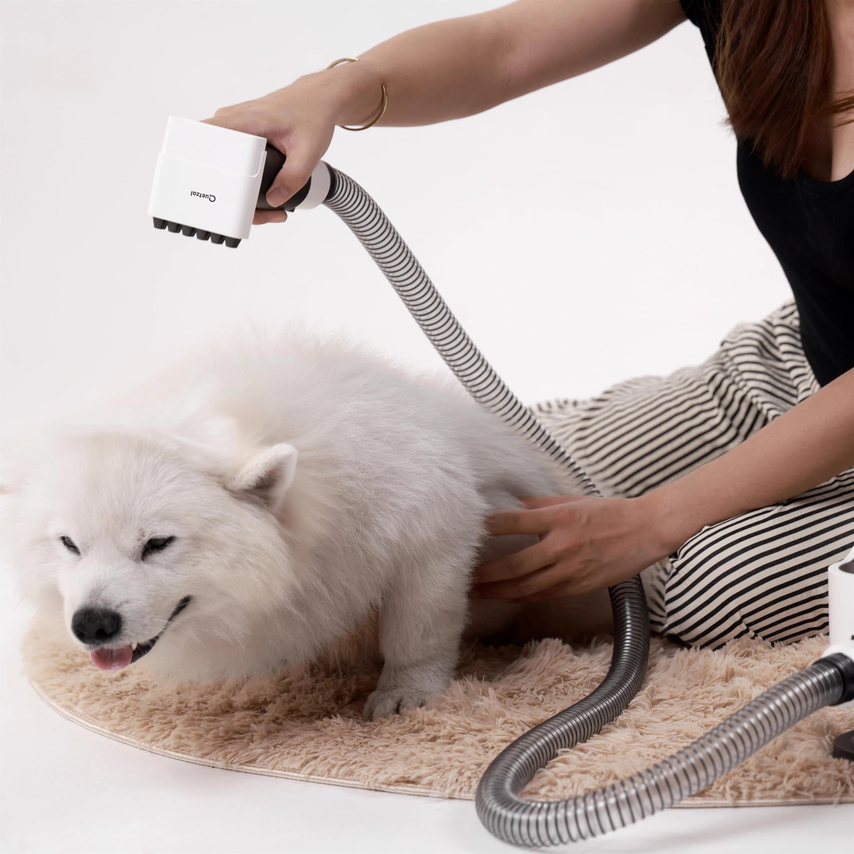 Een ontspannen langharige hond tijdens een verzorgingsmoment thuis